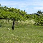 Fussballtor und Ball auf grünem Rasen mit Blumen und Sträuchern im Hintergrund.