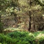 Dichter Wald mit Nadelbäumen und grüner Vegetation im Vordergrund.