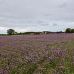 Ein Feld mit lila Blumen unter einem bewölkten Himmel, umgeben von Bäumen und Grünflächen.
