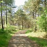 Waldweg mit Nadelbäumen und Grasflächen. Im Hintergrund ist ein Holzhaus sichtbar.