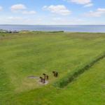 Grünes Feld mit Pferden und Blick auf Meer und Himmel.