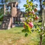 Spielgeräte und Apfelbaum...