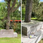 Wooden terrace around a tree with drinks and a magazine.