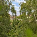 View through trees to a lake and houses in the background.