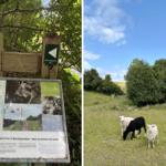 Sign for Skamlingsbanke-stien and sheep on green field under blue sky.
