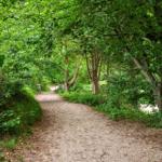 Ein schmaler Waldweg führt durch dichtes Grün unter hohen Bäumen.