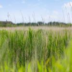 Hochgrasfeld unter blauem Himmel mit unscharfem Hintergrund