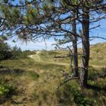 Weg durch Dünenlandschaft mit Nadelbäumen und blauem Himmel.