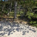 Sandfläche unter Bäumen mit sichtbaren Schatten und Nadeln.