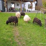Die Oussantschafe im Winterkleid