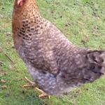 Mogli mein zahmes Huhn