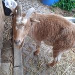 Browny liebt Kinder und ist sehr verschmust