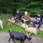 Drei Personen sitzen auf Holzstümpfen mit Ziegen und Schafen in einem grünen Wald.