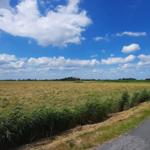 Asphaltstraße durch Felder unter blauem Himmel mit weißen Wolken.