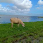 Eine Schaf grasst auf einer grünen Wiese am Ufer eines Gewässers unter einem blauen Himmel mit Wolken.