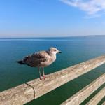 Eine Möwe steht auf einem hölzernen Geländer am Wasser.