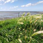 Grasland mit Strohblumen am Strand unter blauem Himmel