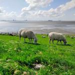 Schafe grasen auf grünem Feld neben Wasser und Industrie im Hintergrund.