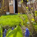 Behind a garden with blue flowers stands a small wooden house with an open door.