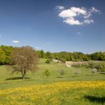 Grünes Feld mit blauem Himmel und Bäumen. Gelbe Blumen bedecken den Boden.