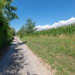Gepflasterter Weg durch Grünland mit Maisfeld und Bäumen unter blauem Himmel.