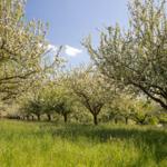 Blühende Obstbäume in einer grünen Wiese unter blauem Himmel.