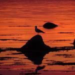 A seagull stands on a rock in the water at sunset.