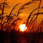 Sunset behind tall grass, warm colors on the horizon.