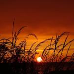 Sunset behind grass stalks, orange sky, sea in the background.