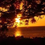 Sunset over the sea, viewed through pine tree branches.