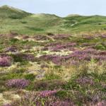 Grüne Hügel mit lila Heideblüten und Gras. Natürlicher Landschaftsblick.