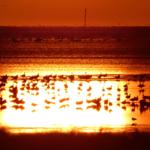 Viele Vögel stehen im Wasser bei Sonnenuntergang mit orangefarbenem Himmel.