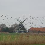 Windmühle mit vielen Vögeln im Hintergrund und rotem Dachhaus.