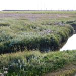 Ein schmaler Wasserlauf durch ein grünes, blühendes Schilfgebiet mit Masten im Hintergrund.
