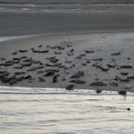 Viele Robben ruhen am Strand. Wellen brechen sanft an der Küste.