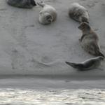Meeresschildkröten ruhen auf sandigem Strand nahe Wasserlinie