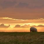 Ein Schaf grasst auf einer Wiese bei Sonnenuntergang mit orangefarbenem Himmel und Wolken.