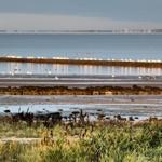 Meer mit Vögeln auf Steinen und Watt, Gras im Vordergrund.