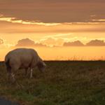Ein Schaf grasst auf einer Wiese bei Sonnenuntergang mit orangefarbenem Himmel.