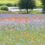 Blumenfeld mit roten und blauen Blumen, Gras und Bäumen im Hintergrund.