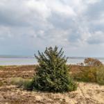 View of a beach with marshland and trees under a cloudy sky.
