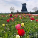 Blumenfeld mit Tulpen und Windmühle im Hintergrund.