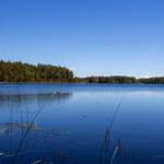 Ein ruhiger See mit Wald am Ufer und Schilf im Vordergrund unter klarem Himmel.