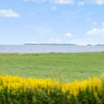 Grünes Feld mit gelben Blumen am Ufer eines Sees unter blauem Himmel mit weißen Wolken.