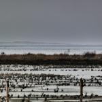 Weitläufiges, schneebedecktes Flachland mit trockenen Pflanzen und einem Horizont mit Bergen.