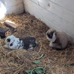 Zwei Kaninchen sitzen auf Stroh in einem Holzhaus. Ein Apfel und Blätter liegen daneben.
