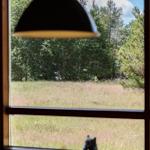Durch das Fenster ist ein Grasfeld mit Bäumen im Hintergrund zu sehen.