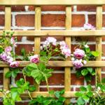 Rosengesträuch an einem Holzgitter vor einer Backsteinmauer.