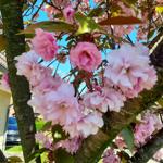 Cherry blossom tree with pink flowers and green leaves against blue sky.