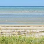 Strand mit Watt, Vögeln und blauem Meer im Hintergrund.